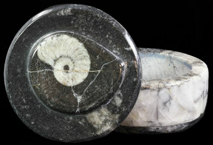 Small Fossil Goniatite Jar (Black) - Stoneware #66584